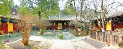 玉兰为何被称为“望春花”？北京最老的玉兰树在哪里？(图3)