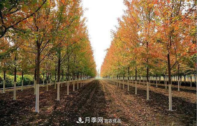这些中国著名苗木产地你知道几个？值得收藏！(图5)