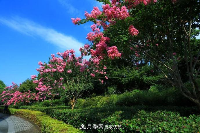 杭州下城这场紫薇盛宴，不容错过！(图5)