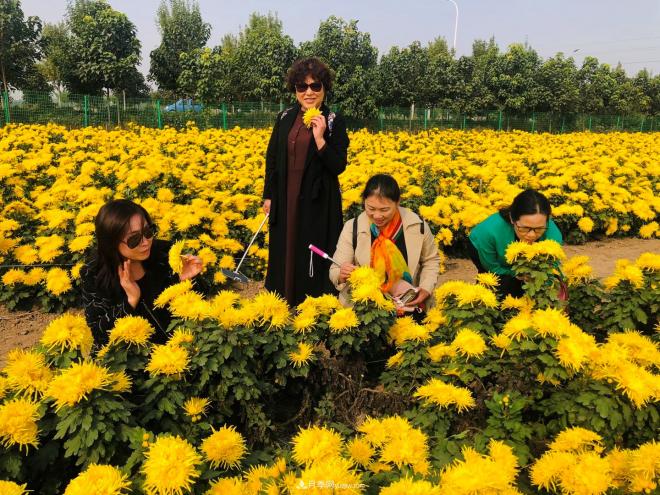河南省农科院研究团队打造标准化菊花种植基地(图2)