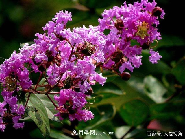 河南省各市市花，洛阳牡丹最出名，月季最受欢迎(图4)