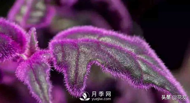 紫鹅绒栽培养护，出绒叶紫七招(图1)