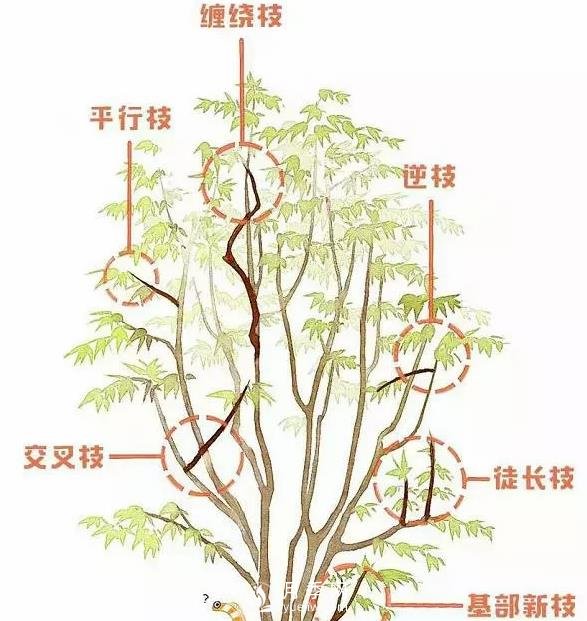 枫树春季如何修剪(图1)