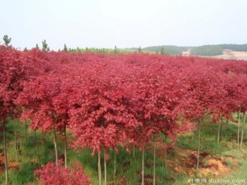 美国红枫的扦插条件及环境要求