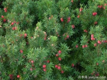 红豆杉的扦插繁殖和播种繁殖，病虫防治