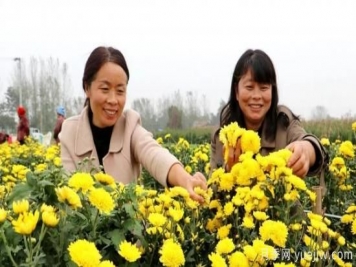 农民种植菊花，既能欣赏也能致富发家