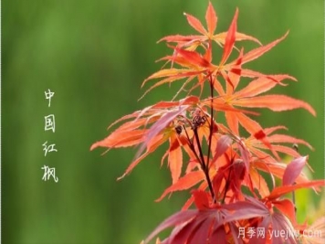 红枫，4个红枫品种是秋日植物里亮丽的风景线