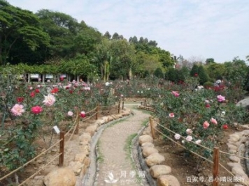 广州“五彩缤纷”的月季花园，开满全园，游客赞道太美了