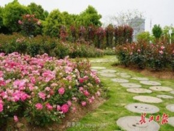 武汉满街月季开放，近百座公园进入盛花期