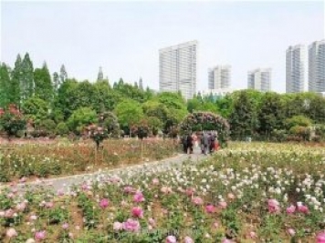 武汉市第十三届月季展，青山和平公园等你来打卡