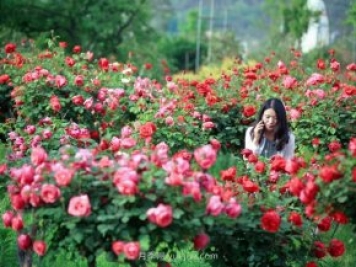 花卉旅游，“花为媒”带动“美丽经济”升级