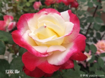 大花月季（Grandiflora Roses，简称Gr)
