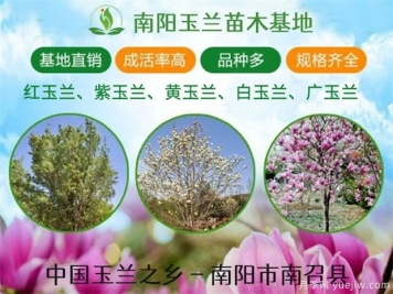 行道树的分类，常见的常绿行道树品种有哪些？