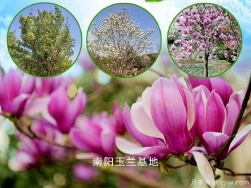 南阳玉兰基地：紫玉兰的园林用途和功效作用