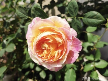 100种玫瑰花的名字，来了解下不同颜色的品种月季