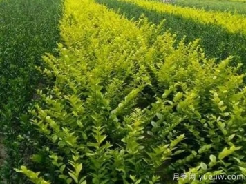 大叶黄杨的养殖护理