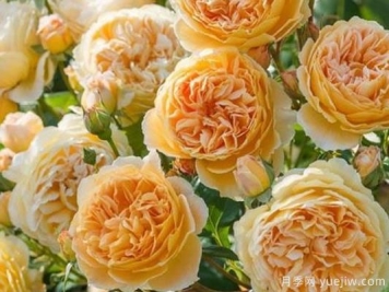 大花香水月季的养护方法，分享10种花香飘满屋