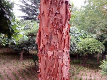 血皮槭的图片特点和种植养护