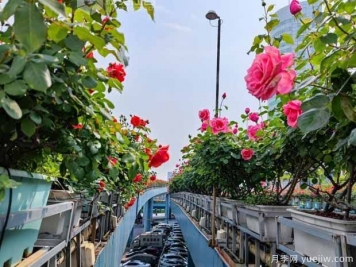 1.2万株月季盛开，南昌八一桥景观花廊拥抱春景