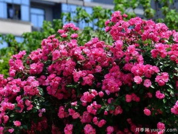 武汉新增多条绝美月季花道，江城处处花海景观