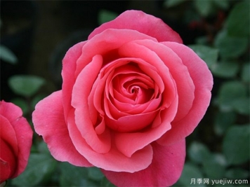 rose是什么，玫瑰和月季的区别到底在哪!
