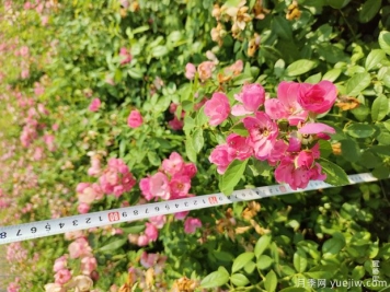 安吉拉月季盆栽苗，60厘米高基地发货