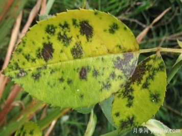 深秋天季节月季出现斑点的病害原因与防治