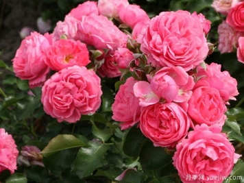 德国科德斯的20个花环月季品种，美丽又丰花，抗病好轻松养