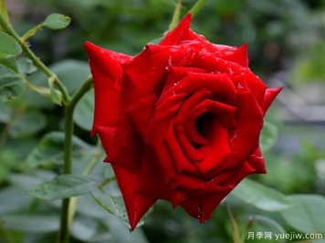 2023年情人节十大玫瑰品种销量榜，卡罗拉位居首位