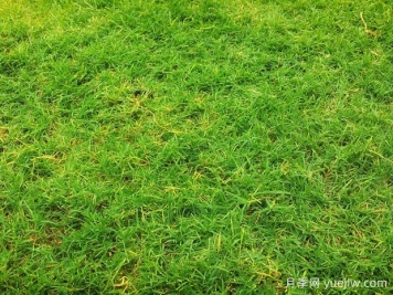 夏季铺草坪发黄干枯，如何提高草皮铺植成活率？