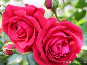 大家都知道玫瑰花可以食用，那么月季花可不可以食用呢？
