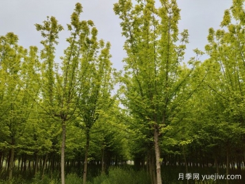 金叶复叶槭的特点、园林用途、管理养护