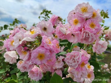 山木香和野蔷薇的辨识区别