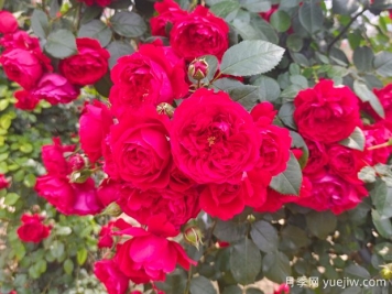 6款红色系的藤本月季品种，适合打造网红花墙