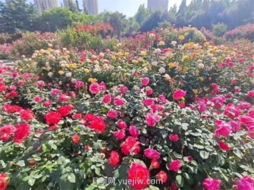 郑州月季公园40万株月季竞相绽放，感受花漾生活
