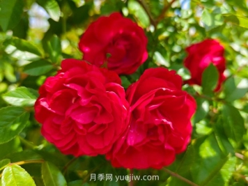 月季红木香爆花机器，花艳丽花量大花期长