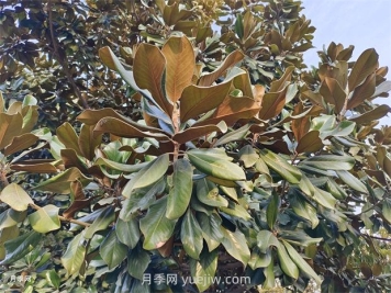 广玉兰是常绿树还是落叶树？