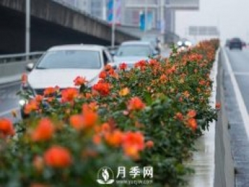 月季花期可调控，看武汉10月中旬月季花艳丽开放