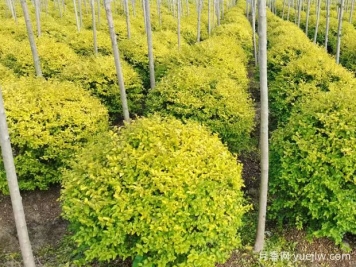 荆门沙洋县十里铺镇4万亩苗木成为致富的绿色产业