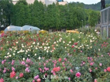 花开华南地区，哪些月季品种，征服了广州这片“热土”？