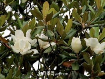 南召广玉兰树种植方法，适合种植在家里吗