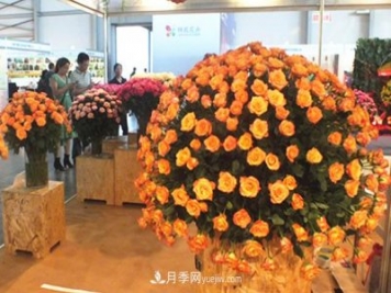 2020年云南“10大名花”千万元奖励，多个月季种苗获奖