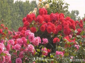 肥西县三河镇百亩树状月季园：花开正艳，产业增收