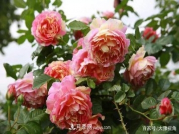 河南省各市市花，洛阳牡丹最出名，月季最受欢迎