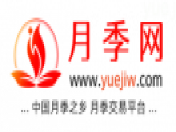 中国上海龙凤419，月季品种介绍和养护知识分享专业网站