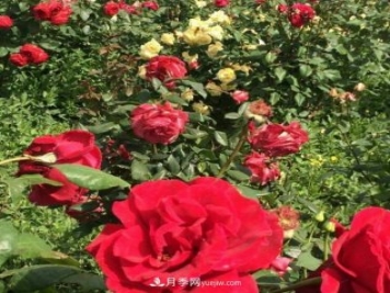 山西运城农民柳庚申建当地精品月季园，种植300多个月季花品种